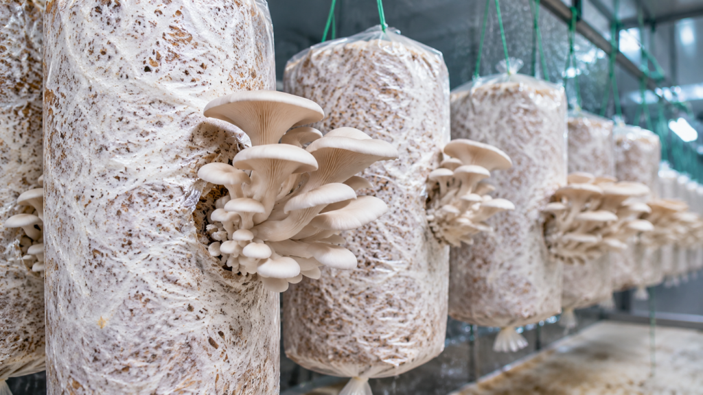 Oyster mushroom fruiting stage in grow bags